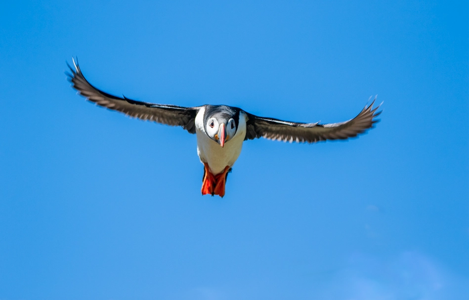 1264-puffinlanding-17378391098242.png
