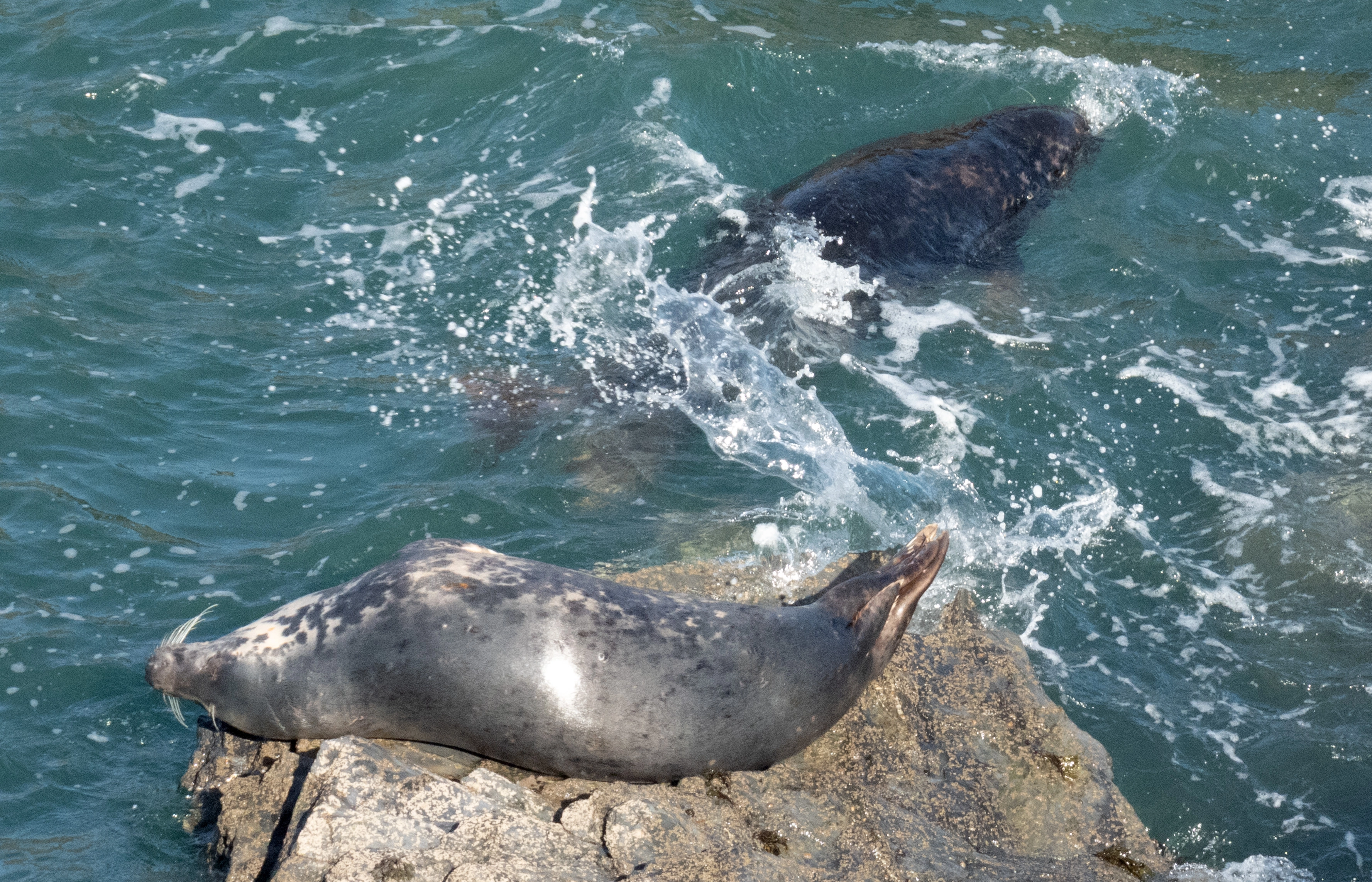 resting seal